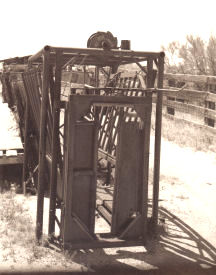 Cattle Squeeze Chute-Click for a larger image
