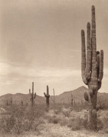 Sonoran Life-Click for a larger image