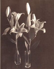 Lilies-Click for a larger image