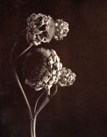Fleur-de-Artichoke-Click for a larger image