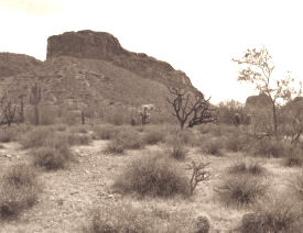Santan No.3-Click for a larger image